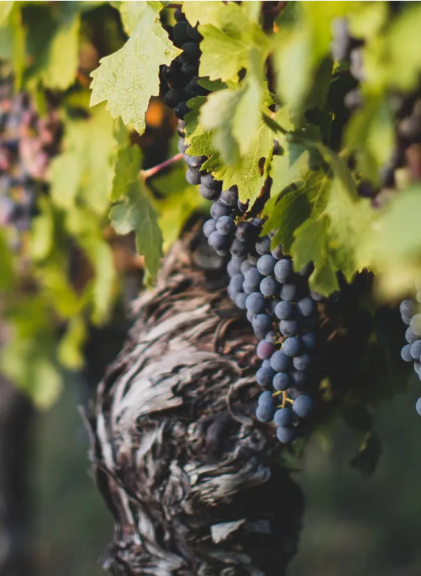 Greenify Connect Image 2