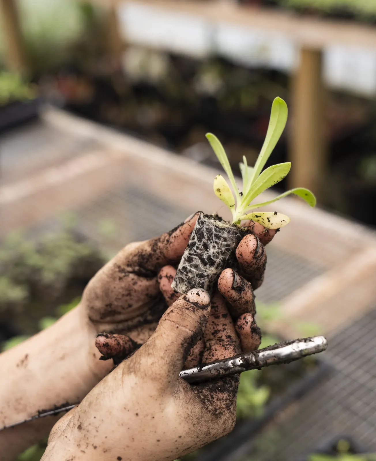 Greenify Improving Image.webp