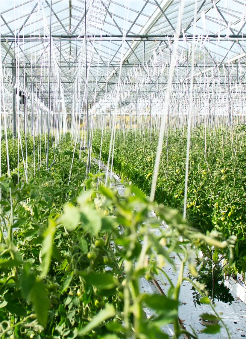 Greenify Innovative Image 3.webp